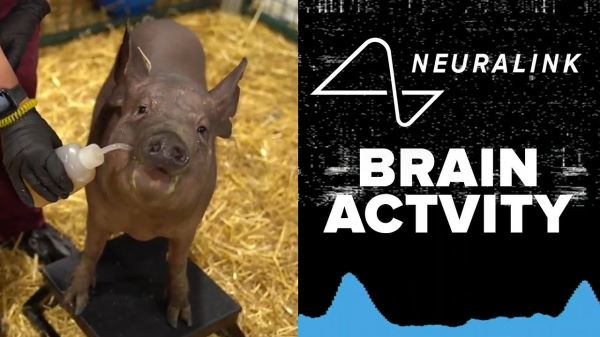 Чипирование началось: Neuralink проследила за мозговой активностью свиньи