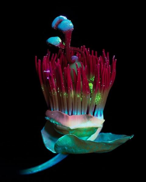 Цветы в ультрафиолетовом свете (10 фото)