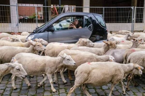Забавные моменты из уличной жизни в работах бельгийского фотографа (22 фото)