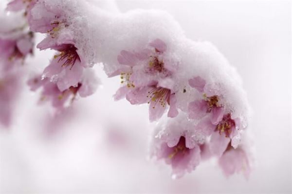 Немного фотографий: среди цветущей сакуры (14 фото)