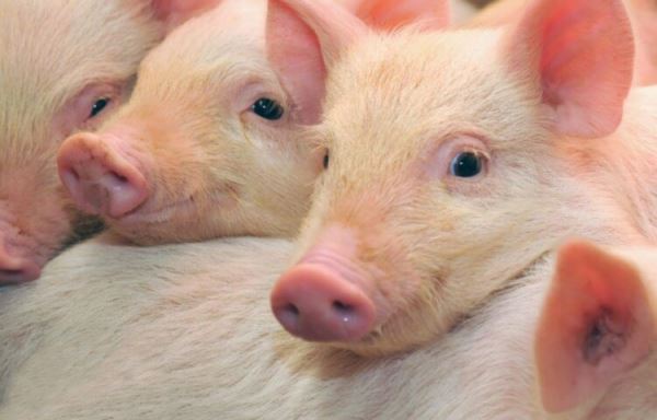 В Германии выращивают свиней для получения донорских органов